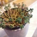 Sedum oreganum ഇല