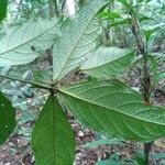 Cordia nodosa Blatt