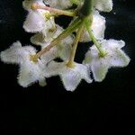 Hoya longifolia Flower