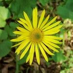 Doronicum columnae Květ