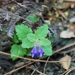 Scutellaria tuberosa Агульны выгляд