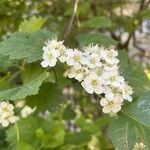 Crataegus douglasii Blüte