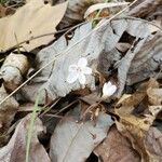 Claytonia caroliniana Floro