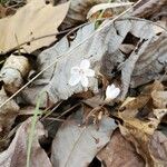 Claytonia caroliniana ফুল