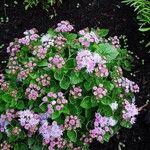 Ageratum houstonianum Hàbitat