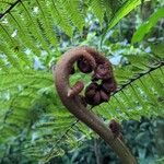 Cyathea glauca Bark