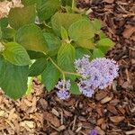 Ceanothus americanus Flor