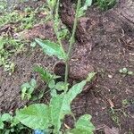 Nicotiana longiflora Blatt