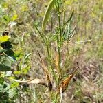 Asclepias subverticillata ᱥᱟᱠᱟᱢ