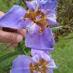 Trimezia coerulea Flower