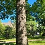 Carya ovata Bark