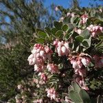 Arctostaphylos auriculata 花