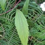 Ageratina riparia Leaf