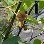 Illicium floridanum Frucht