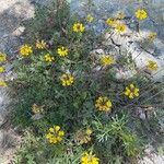 Hippocrepis scorpioides Yeri