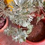 Artemisia stelleriana Leaf