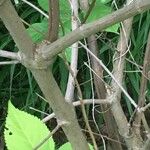 Calycanthus floridus Bark