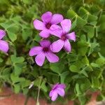 Oxalis debilisBlüte