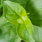 Lysimachia nemorum पत्ता