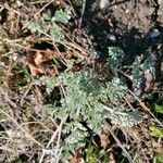 Artemisia absinthiumLeaf