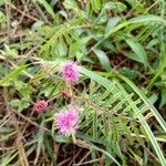 Mimosa quadrivalvis Flower