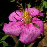 Heterotis rotundifolia Цвят