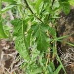 Solanum hastifolium Листок