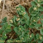 Euphorbia chamaesyce Diğer