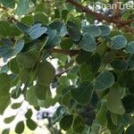 Senegalia nigrescens Leaf