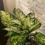 Aglaonema commutatum Blad