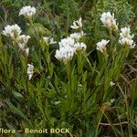 Arabis soyeri Habit