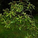 Rhododendron japonicum অভ্যাস