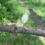 Plantago mediaLorea