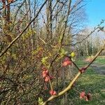 Ilex decidua Blüte