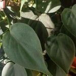 Philodendron hederaceum Φύλλο