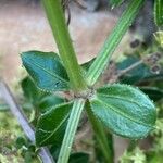 Rubia peregrina Blad