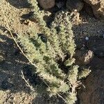 Descurainia bourgaeana Hoja