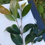 Syzygium paniculatumFuelha