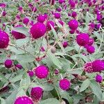 Gomphrena globosa Blüte