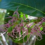 Malaisia scandens Flor