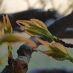 Acer buergerianum Blad