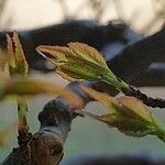 Acer buergerianum Leaf