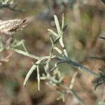 Artemisia alba Likasa