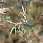 Artemisia alba Folla