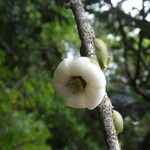 Diospyros borbonica Blomma