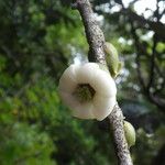 Diospyros borbonica Flower