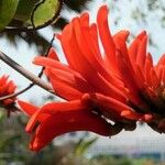 Erythrina caffra 花