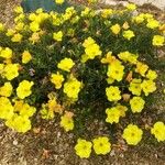 Oenothera stricta Blüte