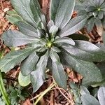 Daphne laureola 整株植物