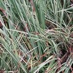 Acorus calamus Blad